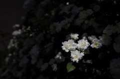 夜の薔薇