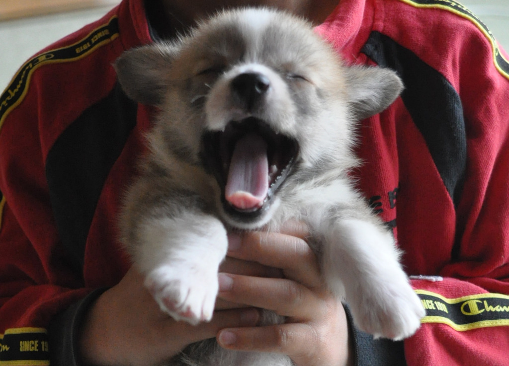 がはははっ　笑い犬