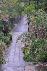 雨にうたれる萩