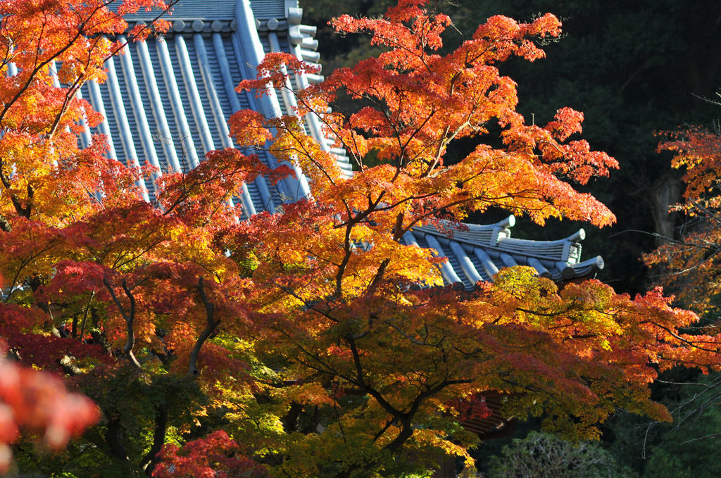 北鎌倉　円覚寺の紅葉