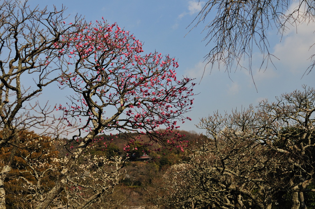 東慶寺の早咲きの梅