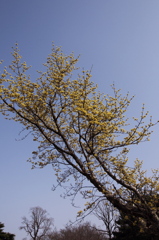 天に向かって咲く　サンシュウの木