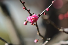 海蔵寺の紅梅