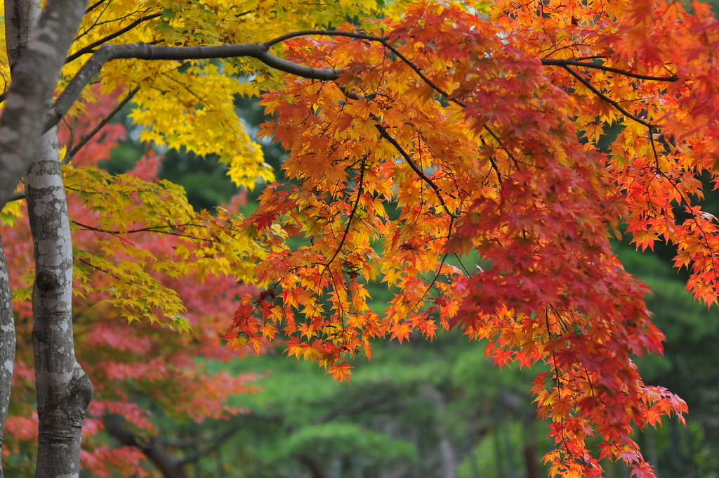 紅葉の競演