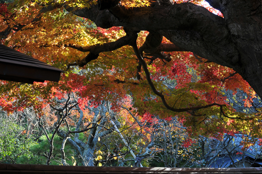 紅葉の重み