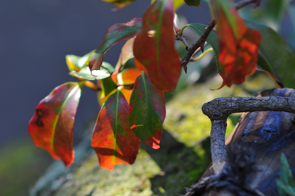 小さな紅葉