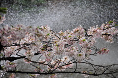 桜の銀河