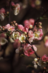 神秘なボケの花