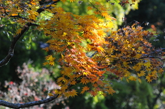 海蔵寺の紅葉