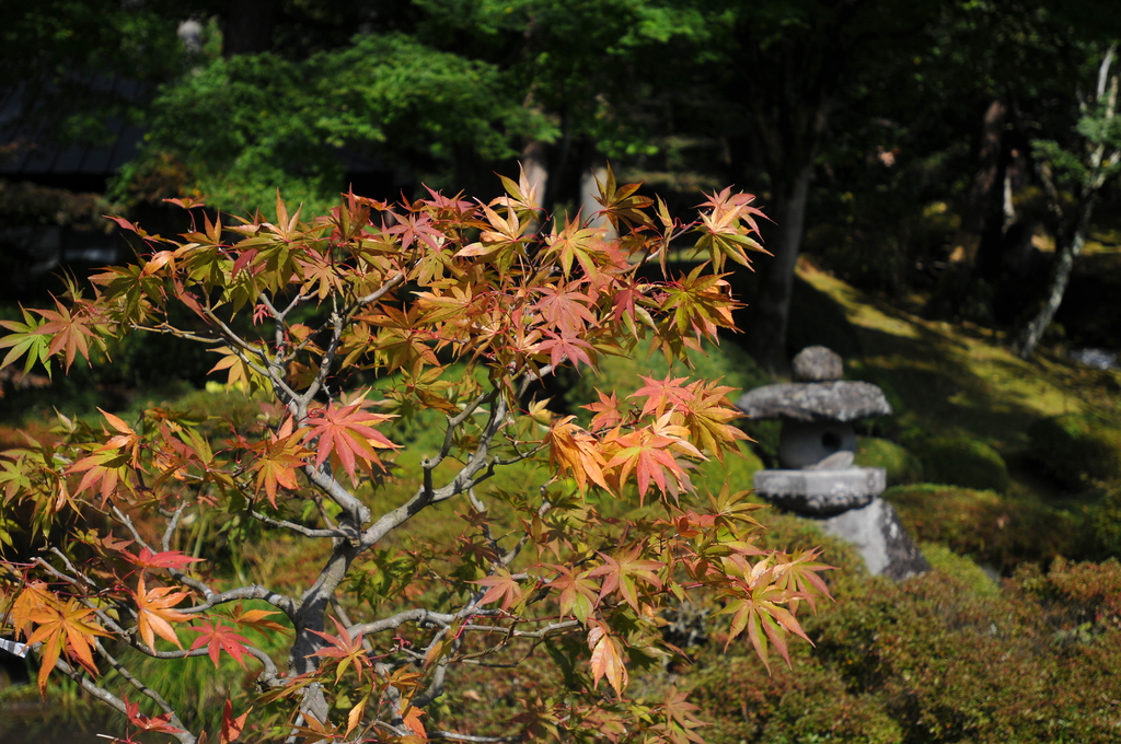 紅葉のはじまり