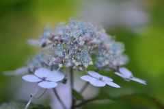 山紫陽花