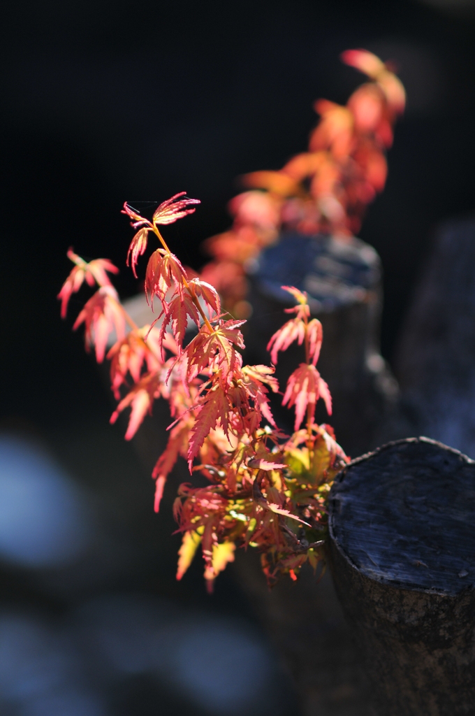 小さな紅葉