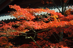 輪王寺の紅葉