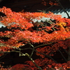 輪王寺の紅葉