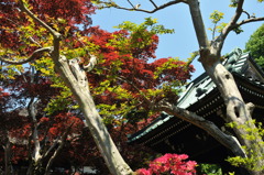 鎌倉　海蔵寺の春