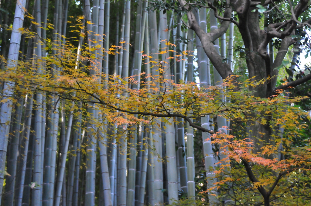 竹林と紅葉の演奏