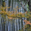 竹林と紅葉の演奏