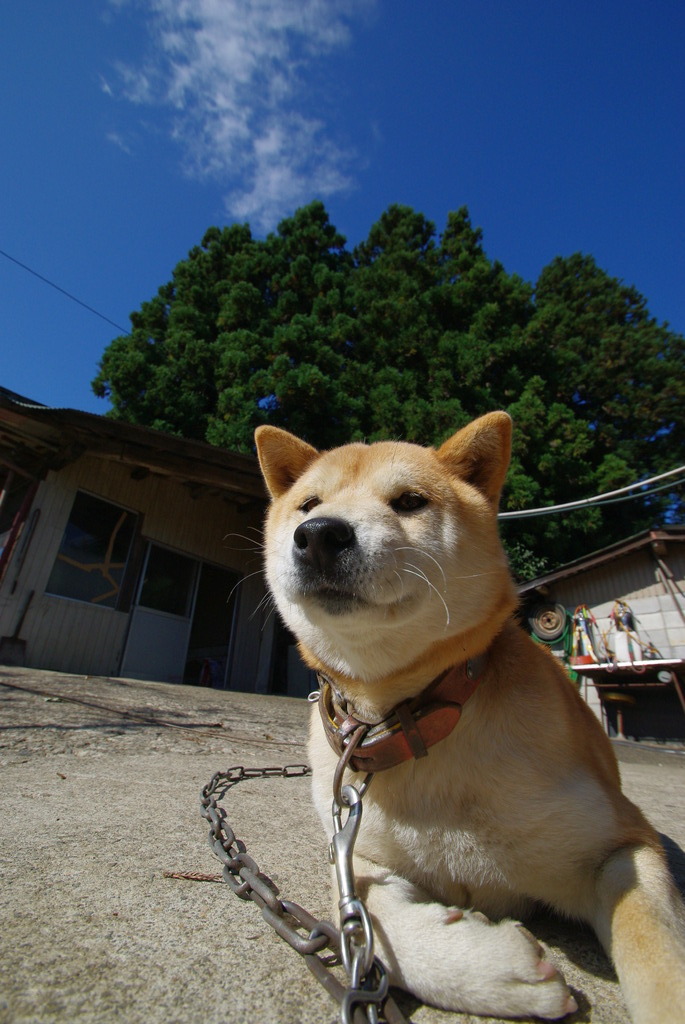 似非ダッシュ村