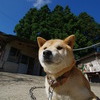 似非ダッシュ村