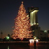 名古屋港クリスマスツリー
