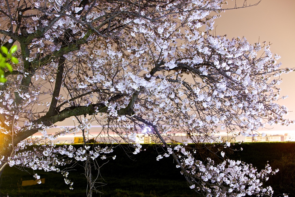 夜、桜はどう咲く？