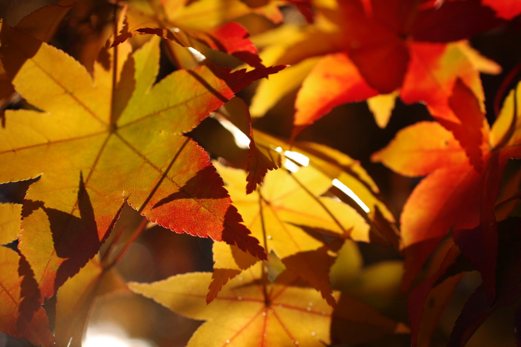 紅葉