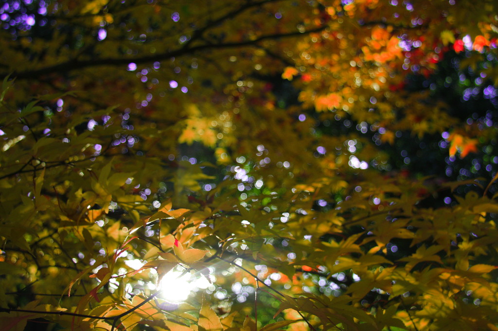 紅葉と日差し