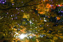 紅葉と日差し