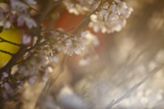 桜の木は夜なのか？