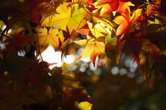 紅葉