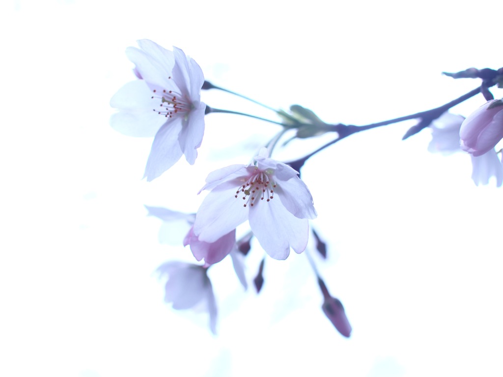 桜