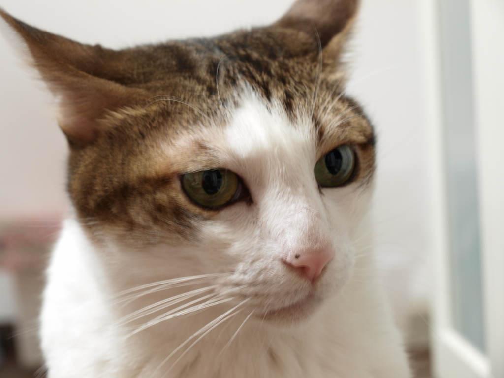 インタビュー猫