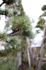 雨のしずくを纏った松の枝