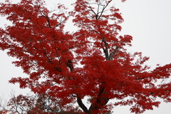 近所の紅葉