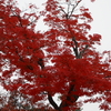 近所の紅葉