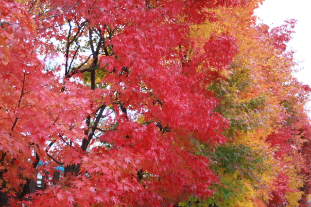 近所の紅葉