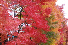 近所の紅葉