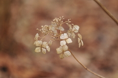 Natural Dry Flower