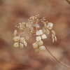 Natural Dry Flower