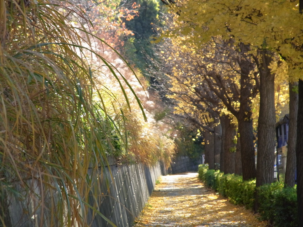 秋の散歩道②