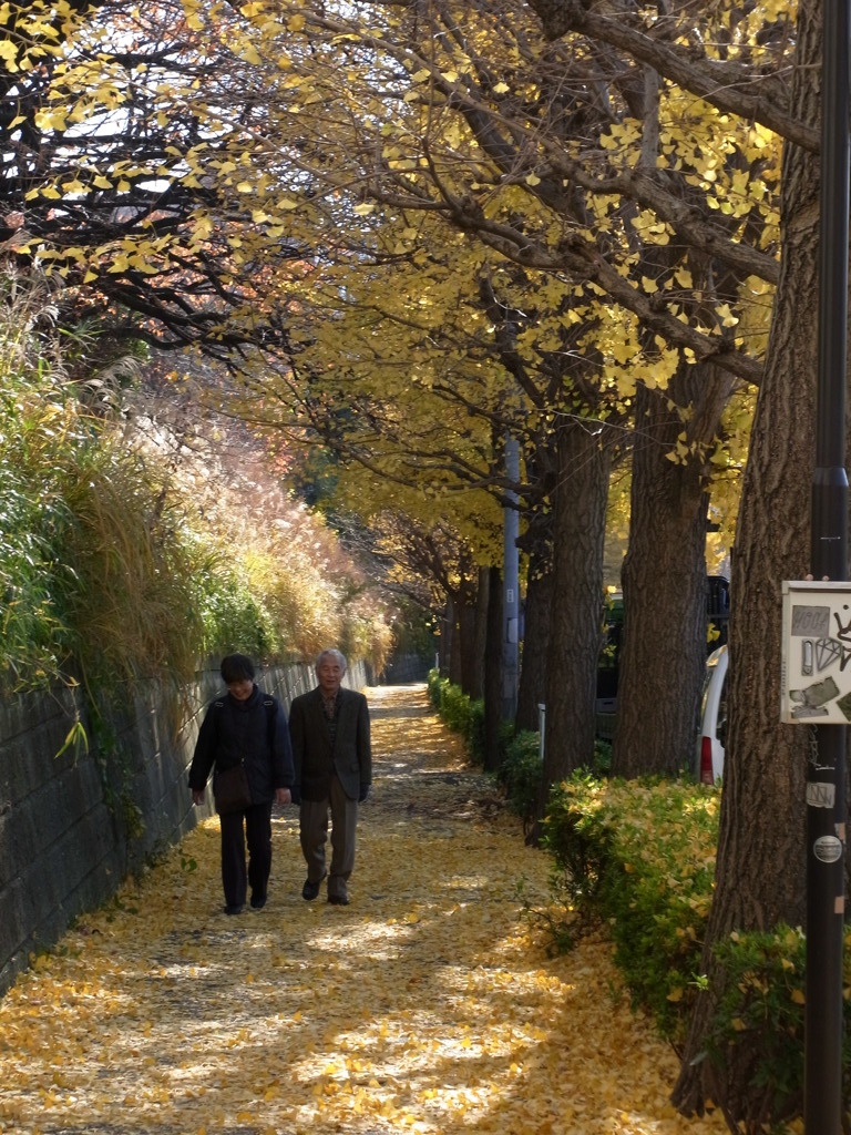 秋の散歩道①