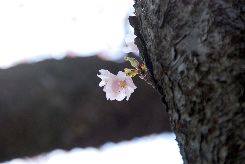 桜１号