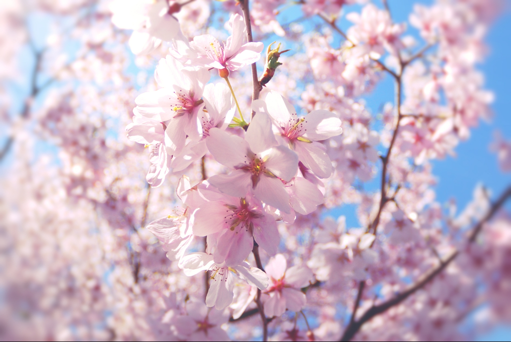 桜、魚眼で接写02