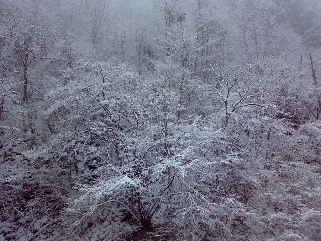 雪が降り出す