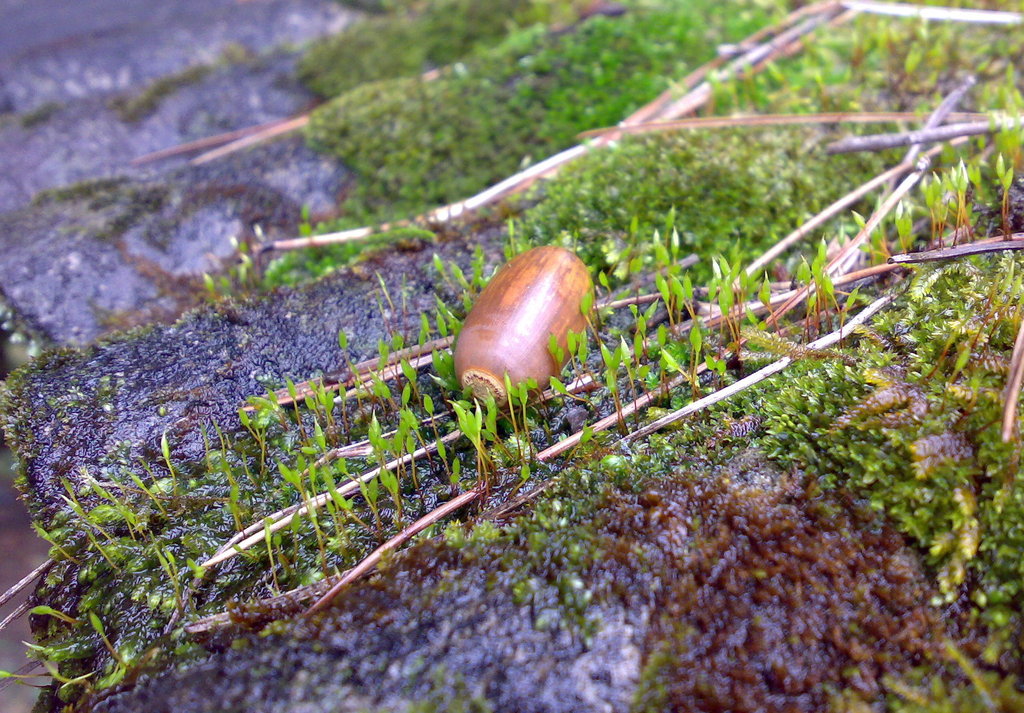 新芽に迎えられて