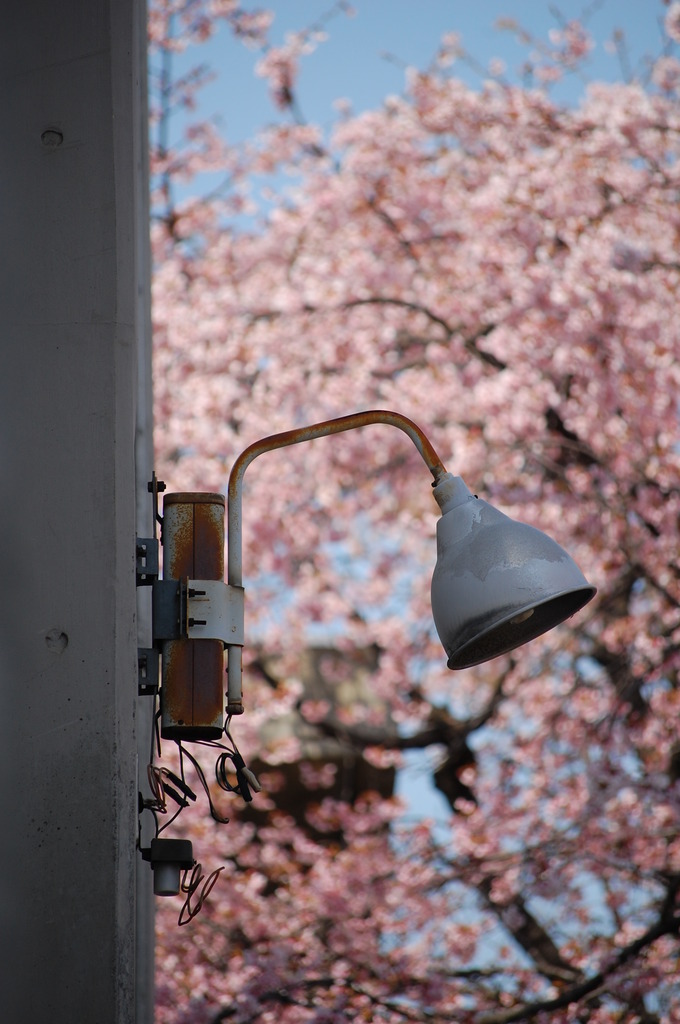 外灯と桜