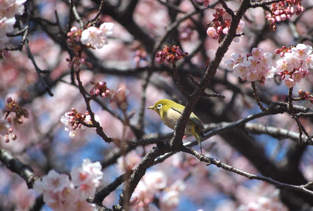 桜とメジロ