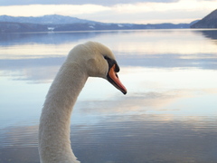洞爺湖と白鳥
