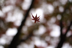 空中紅葉