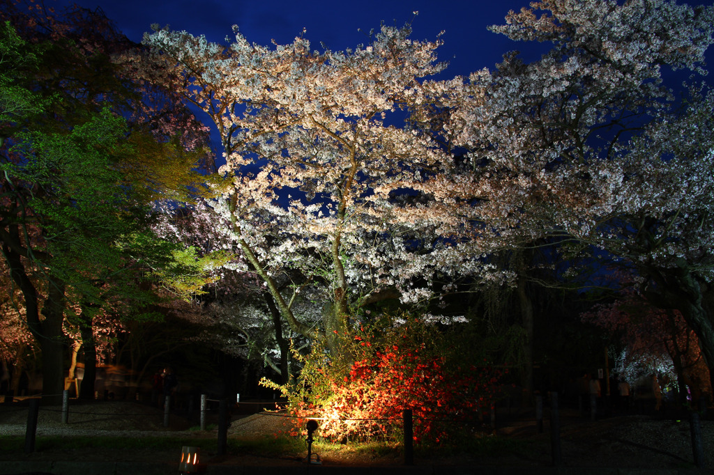 桜ライトアップ